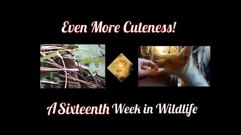 A Sixteenth Week In Wildlife - Even More cuteness!