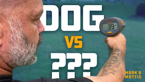 EP 1 - Dog versus... ???