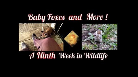 Baby Foxes and More ! A Ninth Week In Wildlife