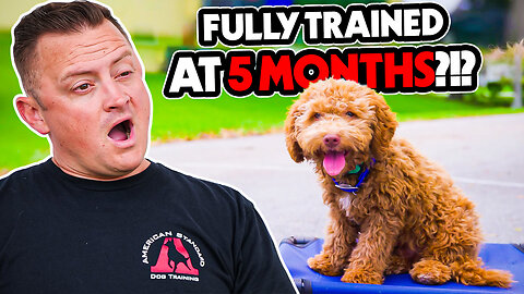 This Puppy Puts Most Dogs to Shame! AMAZING Labradoodle Performs PERFECT Training Commands