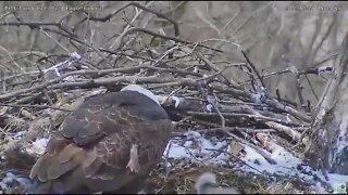 Hays Bald Eagles Dad gets blown about the nest with a gust of wind! 2022 03 28 14:16