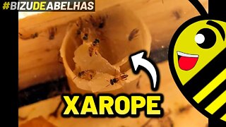 COMO ALIMENTAR ABELHA JATAÍ utilizando XAROPE e potinho de CERA MISTA #shorts