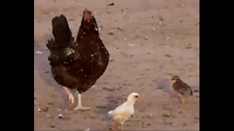 Barn Yard Boogie with Momma Hen And The Chicks