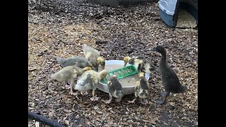 Brooder clean out adventure ducks