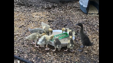 Brooder clean out adventure ducks