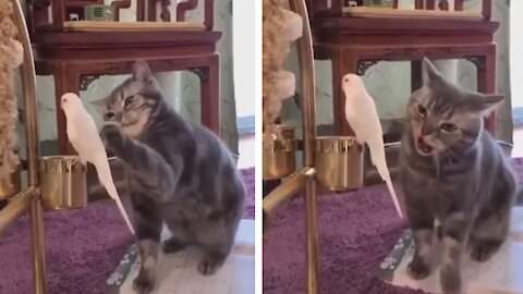 Funny Cat Plays with Cute Parrot | Do Not Worry Baby We Are Just Friends