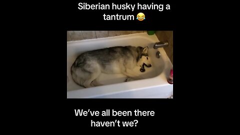 Stubborn husky throws hilarious temper tantrum in the bathtub