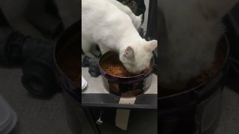 Animal Rescue Video - Lucy Adopted Stray Cat is Hungry