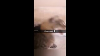 Funny Animal Videos😂😂😂