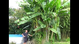 Visiting a friends tropical garden