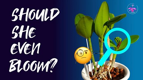 How to decide if you are going to let an orchid bloom | What to look out for! Beginner Orchid Care