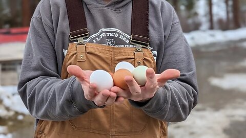 Collecting Eggs (200 Free Range Hens)