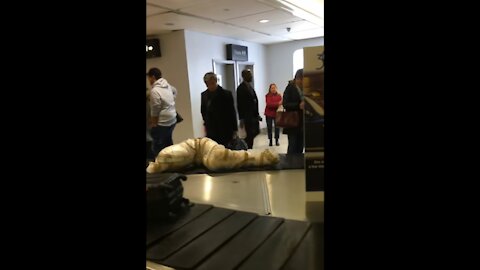 Mannequin Lamp Raises Eyebrows at Baggage Claim