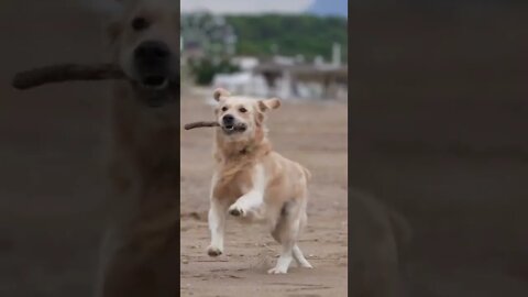 Golden retriever playing with a stick, Funny cute pets lovers, #Shorts