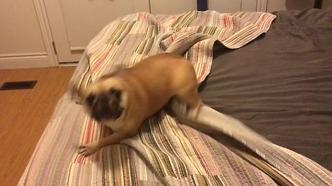 Dog Gets The Zoomies And He Zooms On The Bed