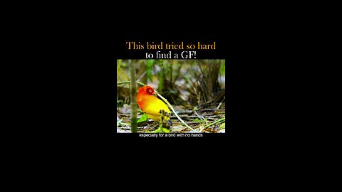 This bird tried so hard to find a gf #flamebowerbird #bird #animals #fyp