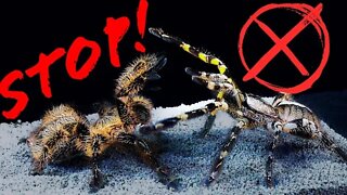 Tarantula DEATHMATCH: STOP Fighting Spiders to the DEATH!