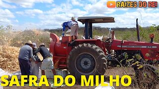 COMO É DEBULHADO O MILHO NA ROÇA | RAIZES DO REI