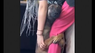 Dog's Heartwarming Reaction To Being Rescued - HaloRock