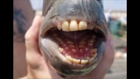 Fish With Human Teeth Caught In North Carolina Paranormal News