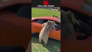 urso tenta entrar no carro 😱😱😱