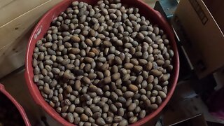 Pecan Harvest