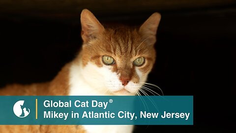Meet Mikey, the Atlantic City Boardwalk Cat - Global Cat Day 2023