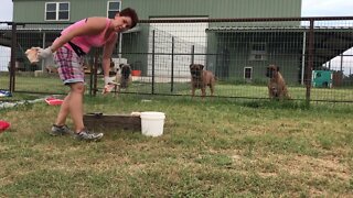 Feeding dogs Raw food. Dinner time ! LonelyCreek bullmastiff #bullmastiff #bullmastiffpuppy