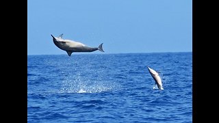 Giant Super Pod of Sleeping Dolphins Wake Surf Ahead of Catamaran