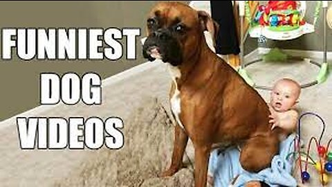 Dogs funny videos🐕funny dog videos🐕funny dogs🐕Funny Animal Videos🐕99% try very hard to not laugh