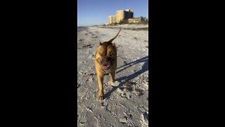 MASSIVE Pit Bull enjoys Sunday Funday at the beach!! 🦁🏝😎