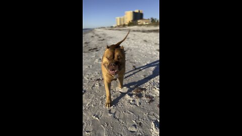 MASSIVE Pit Bull enjoys Sunday Funday at the beach!! 🦁🏝😎