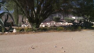 Wild javelina attacks Tucson woman at her home