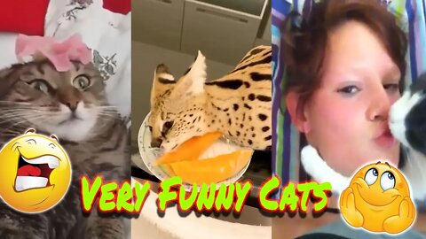 ِِCats Most Funny Moments Ever Captured #1