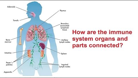 How are the immune system organs and parts connected?