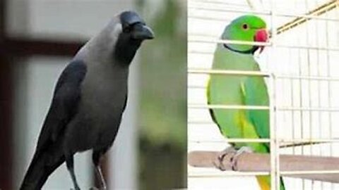 Crow gives food to a parrot - cute video- kindhearted crow-