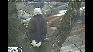 Pittsburgh Hays Bald Eagles 1 15 2014 Nest Construction