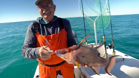 Bacon Quest 2020: Offshore John's Pass Hogfish, Grouper, and Amberjack
