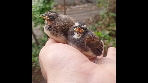 Two Little cute 👶 baby Birds