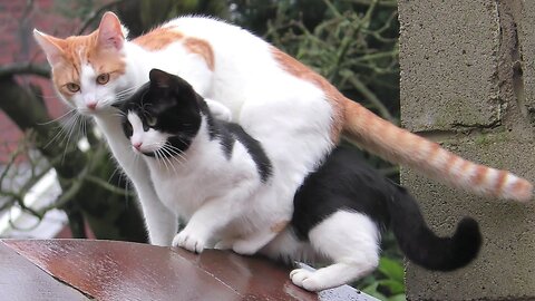 Synchronized Cats || You Have To See It To Believe It