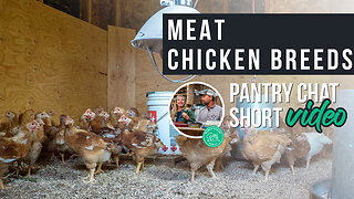 Meat Chicken Breeds | Pantry Chat Podcast SHORT