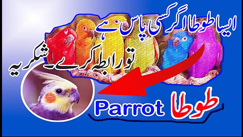 My First Video | A Beautiful Parrot in Sindh | Namil TV