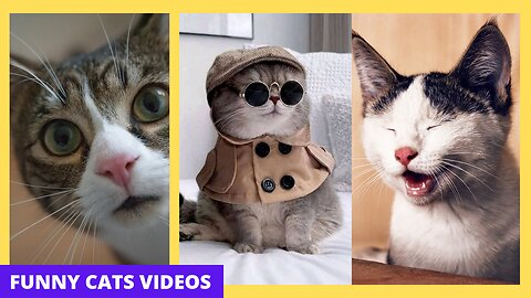 Funniest Cats -Best of the 2022 Funny cats Short Videos - part 2