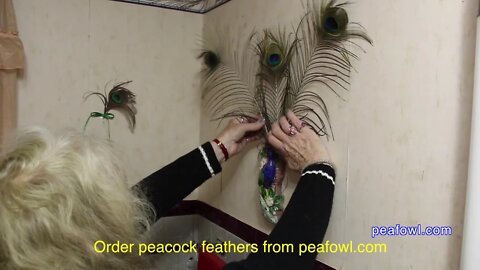 Decorating With Peacock Feathers, Peacock Minute, peafowl.com