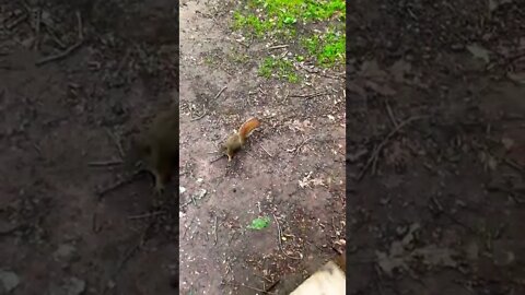 Squirrel squeaking a lot