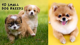 10 Smallest Dog Breeds