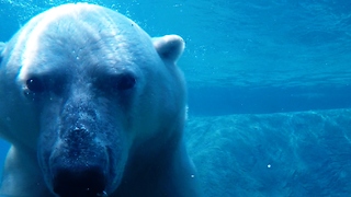 Polar bears cool off with delightful swim on hot day