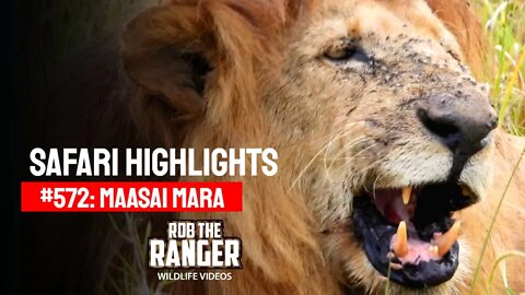 Safari Highlights #572: 19 & 20 October 2020 | Maasai Mara/Zebra Plains | Latest Wildlife Sightings