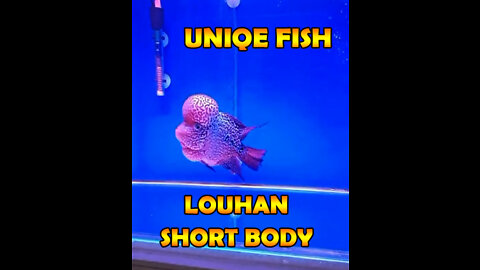 Uniqe fish