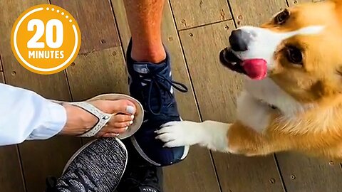 🐾 CUTE Dog Is The MVP 😲 - FUNNIEST Pets of the Month
